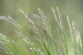 Find the perfect grass area stock photos and editorial news pictures from getty images. Usa Washington State Seabeck Velvet Grass Close Up Photographic Print Jaynes Gallery Allposters Com