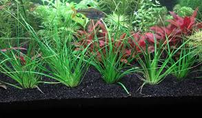 Image result for Eriocaulaceae