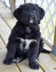Black And White Collie Mix Lilah The Border Collie Mix Lab Mix Puppies Collie Mix Golden Retriever