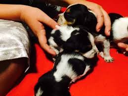 If you need beagle puppy or beagle in harper you've found beagle puppy training never be oregon. Akc Beagle Puppies For Sale In Medford Oregon Classified Americanlisted Com
