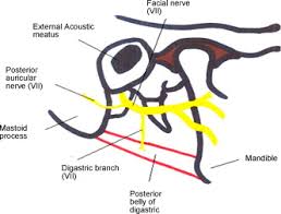 The external auditory meatus a.k.a. Posterior Auricular Nerve Found Anterior To The Cartilage Of The External Auditory Meatus A Previously Unreported Variant Sciencedirect
