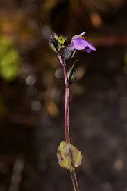 Image result for Crepidorhopalon