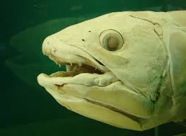 Image result for Coelachyrum