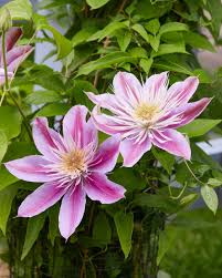 Image result for Clematis