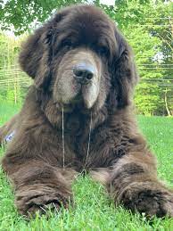 Do Newfoundland Dogs Drool My Brown Newfies