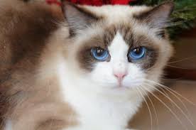 Ragdoll cats are a relatively new breed in the cat world. Adorable Grand Champion Ragdoll Kittens For Adoption Riterags Ragdolls Kitten Adoption Ragdoll Kitten Kittens