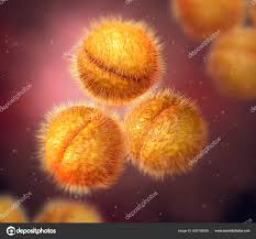 Image result for Neisseriaceae