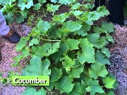 I read a good deal about fl gardening online, but nothing really teaches you like experience. Central Florida Gardening Vegetable Gardening Youtube