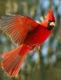 Blue Birds That Look Like Cardinals Pin By Josette Ellingworth On Birds Love Birds Painting Pretty Birds Birds Painting