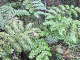 Image result for Maerua becquetii