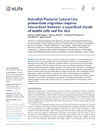 Rosetta stone is the best way to learn a foreign language. Loss Of Myosin Ii Cofilin And Ena Lead To Reduced Actin Flow And Cell Download Scientific Diagram