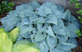 Free shipping on qualified orders. What Is The Bluest Or Best Blue Hosta What S Going On At Nh Hostas