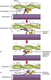 Muscles can pull bones, but they can't push them, so they work in pairs of flexors and extensors. Muscle Contraction Wikipedia