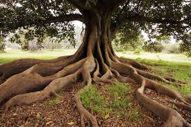 Merely planting this tree without any guidance can later lead to buckling pavement on driveways, streets how to control ficus tree roots. Myths And Misconceptions About Tree Roots Explained