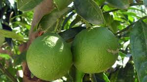 Pourquoi Mon Mandarinier Perd Il Ses Fruits