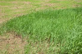 Image result for Oryza longistaminata