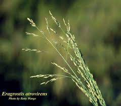 Image result for Eragrostis