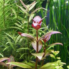 Image result for Floscopa glomerata