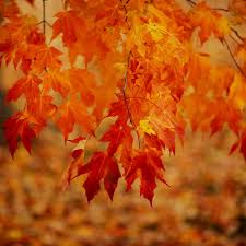 19 Gorgeous, Fiery Fall Trees and Shrubs