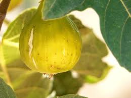 Un Jardin Habite Cueillir Les Figues