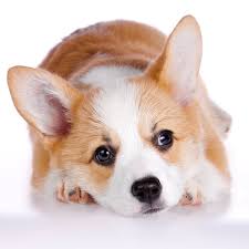Cardigan welsh corgis can have blue eyes and merle patterning. Corgi Puppies For Sale Pembroke Cardigan Fluffy Ct Breeder