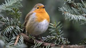 We did not find results for: American Robin The Bird Lay Tiffany Blue Egg Cgtn