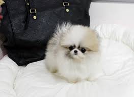 We did not find results for: Nice Teacup Pomeranian Puppies Ready For Sale In Portland Oregon Classified Americanlisted Com