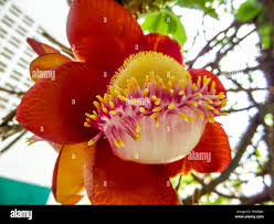 Image result for Lecythidaceae