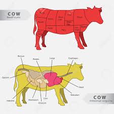 Basic Cow Internal Organs And Beef Cuts Chart Vector