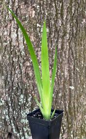 Image result for Neomarica northiana