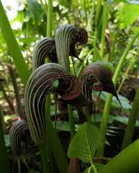 Image result for Arisaema mildbraedii