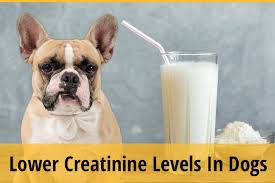 Creatinine is a very important part of your tracking and monitoring. How To Lower Creatinine Levels In Dogs Zooawesome