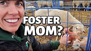 Fostering a lamb onto another Ewe
