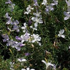 Image result for Barleria oxyphylla