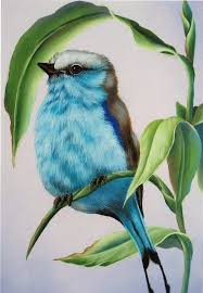 Amazing Colored Pencil Bird Arte De Aves Dibujos De Aves Pintura De Pajaros