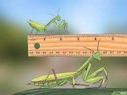 How To Keep A Praying Mantis As A Pet Praying Mantis Pets Pray