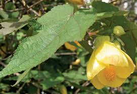 Image result for Abutilon