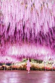 Image result for Wisteria