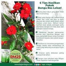 Pokok bunga mawar atau ros merupakan sejenis tumbuhan berbunga yang sering di tanam sebagai pokok hiasan. Aida Milagro Dulu Kalau Beli Pokok Bunga Ros Ni Memang Facebook