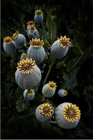 Australia Poppy Seed Pods Seed Pods Poppy Pods