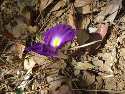 Image result for Siphonochilus