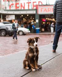 We are centrally located in western washington, near the small town of roy, a half hour from tacoma and also olympia. Kiba The Mini Aussie Kiba Aussie Pike Place Market Seattle Wa Mini Aussie Cute Dogs Dogs