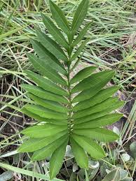 Image result for Sisyranthus imberbis