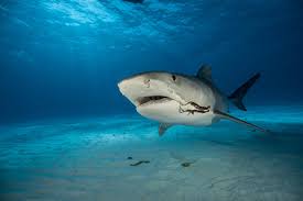 We did not find results for: Nadando Con El Tiburon Tigre