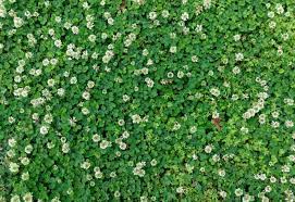 So you can use this weed killer on dandelions, white clover, clover weeds, moss, and crabgrass. How To Kill Clover Without Chemicals