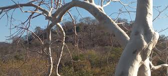 Image result for Sterculia quinqueloba