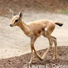 Baby Gazelle Pet Birds Baby Animals Safari Animals