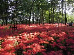 「曼珠沙華」の画像検索結果