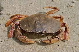 Maine Seafood Guide Crab Maine Sea Grant University Of