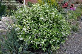 Image result for Vincetoxicum